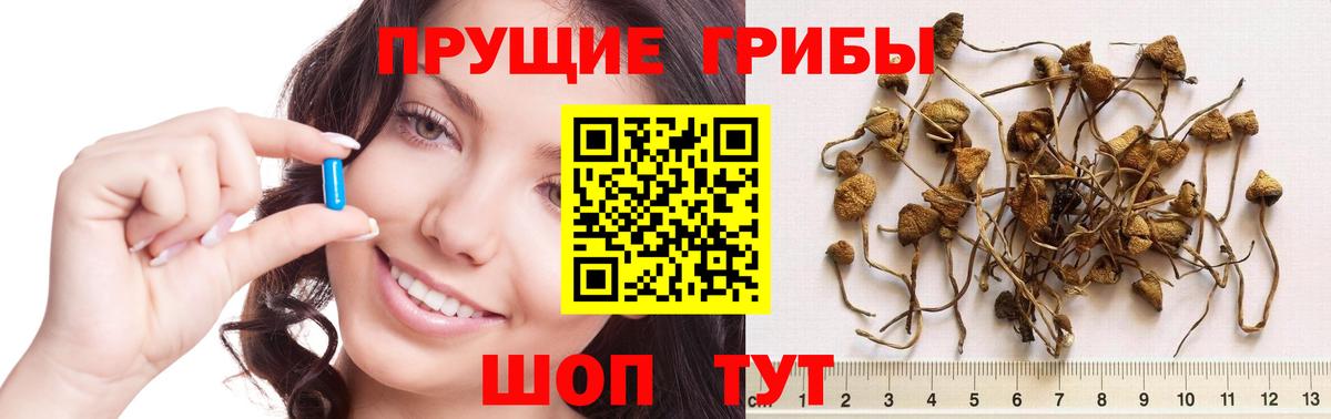 Псилоцибиновые грибы Psilocybine cubensis Будённовск